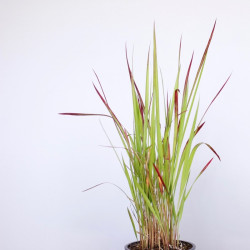 Imperata cylindrica 'Red...